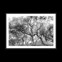 California Oak Trees - Gallery / Black / Matted