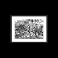 California Oak Trees - Medium / Black / Matted