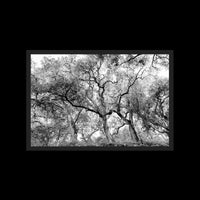California Oak Trees - X-Large / Black / Full Bleed