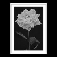 Peony - Statement / White / Floated