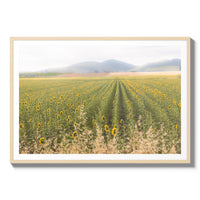 Tuscan Sunflower Symphony - Statement / Natural / Matted
