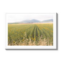 Tuscan Sunflower Symphony - Gallery / White / Matted