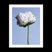 My Favorite Flower - Gallery / White / Floated