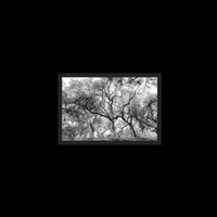 California Oak Trees - Small / Black / Full Bleed