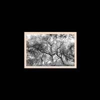 California Oak Trees - Medium / Natural / Full Bleed