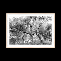 California Oak Trees - X-Large / Natural / Matted