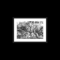 California Oak Trees - Small / Black / Matted