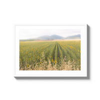 Tuscan Sunflower Symphony - Large / White / Matted