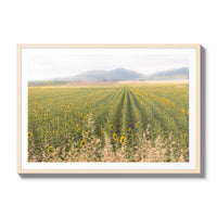 Tuscan Sunflower Symphony - Gallery / Natural / Matted