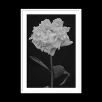 Peony - Gallery / White / Floated