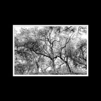 California Oak Trees - Gallery / White / Full Bleed