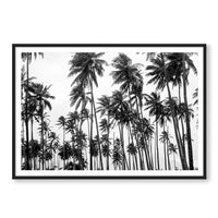 Carly Tabak Print GALLERY / Black / MATTED Palms on Palms