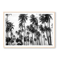 Carly Tabak Print GALLERY / Natural / MATTED Palms on Palms