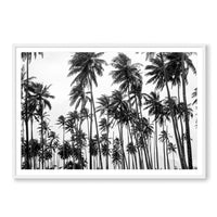 Carly Tabak Print GALLERY / White / MATTED Palms on Palms