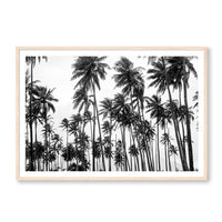 Carly Tabak Print Large / Natural / MATTED Palms on Palms