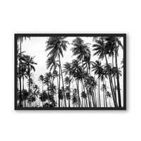 Carly Tabak Print MEDIUM / Black / FULL BLEED Palms on Palms