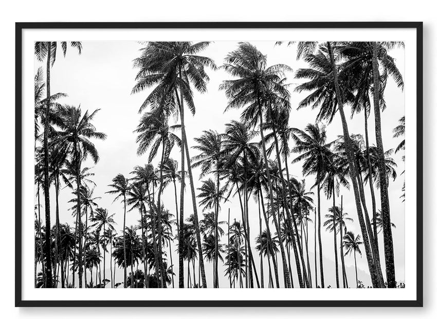 Carly Tabak Print STATEMENT / Black / MATTED Palms on Palms