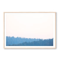 Carly Tabak Print X-LARGE / Natural / MATTED Mendocino Redwoods Sunset
