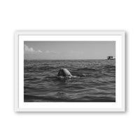 Troy Freyee Print SMALL / White / MATTED Morning Dip